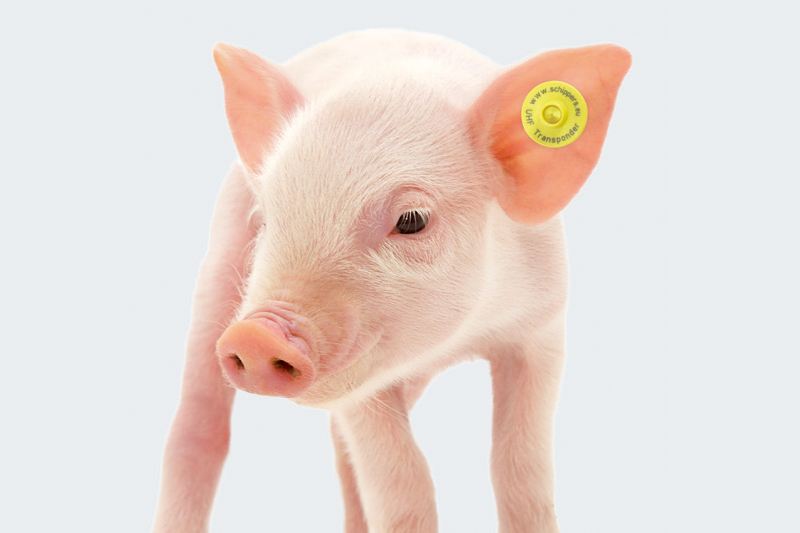 動(dòng)物耳標(biāo)5